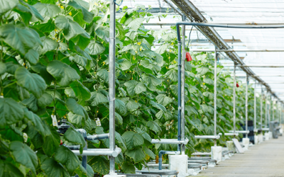 We Evaluated 74 Irrigation Technologies. Just 6 Proved Their Water Savings